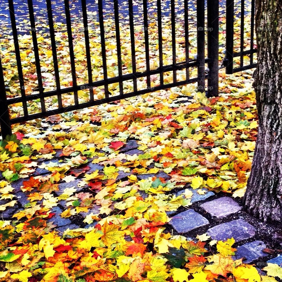 Leaves under the fence