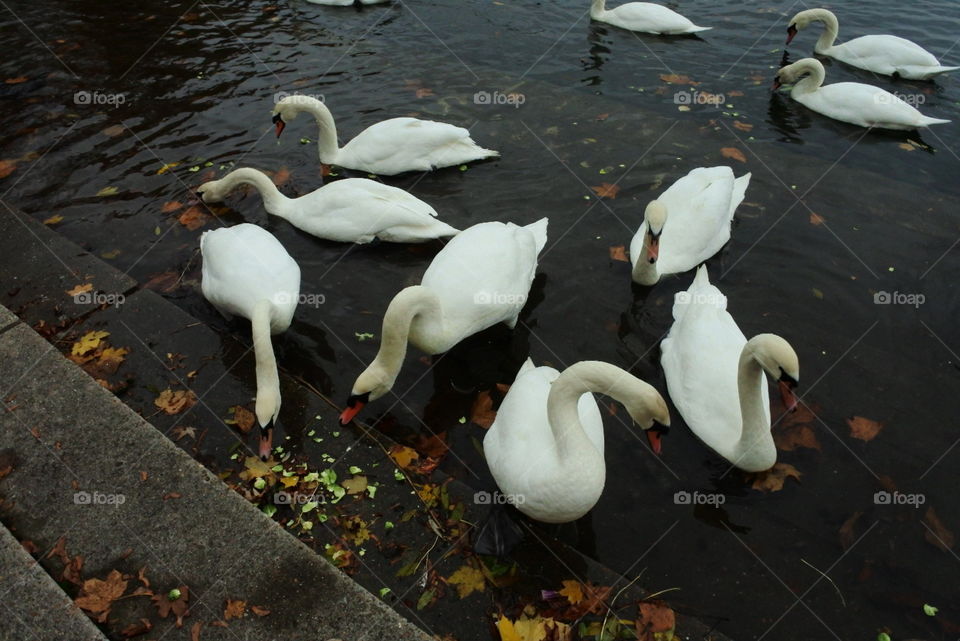 Swan, Bird, Water, Pool, Lake