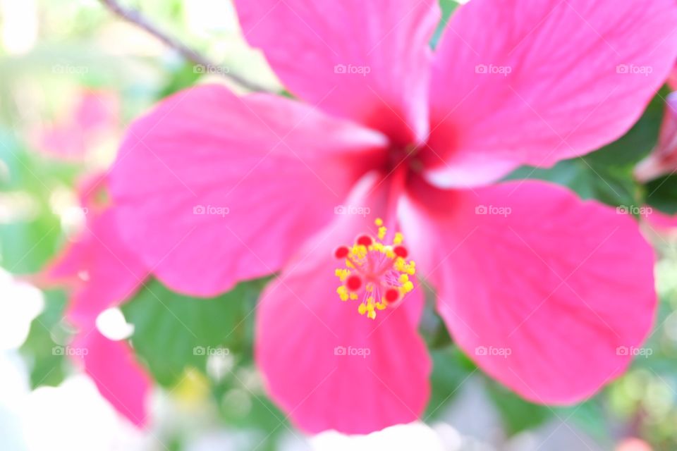 Pink hibiscus