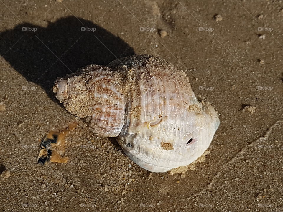 large seashell on the beach.