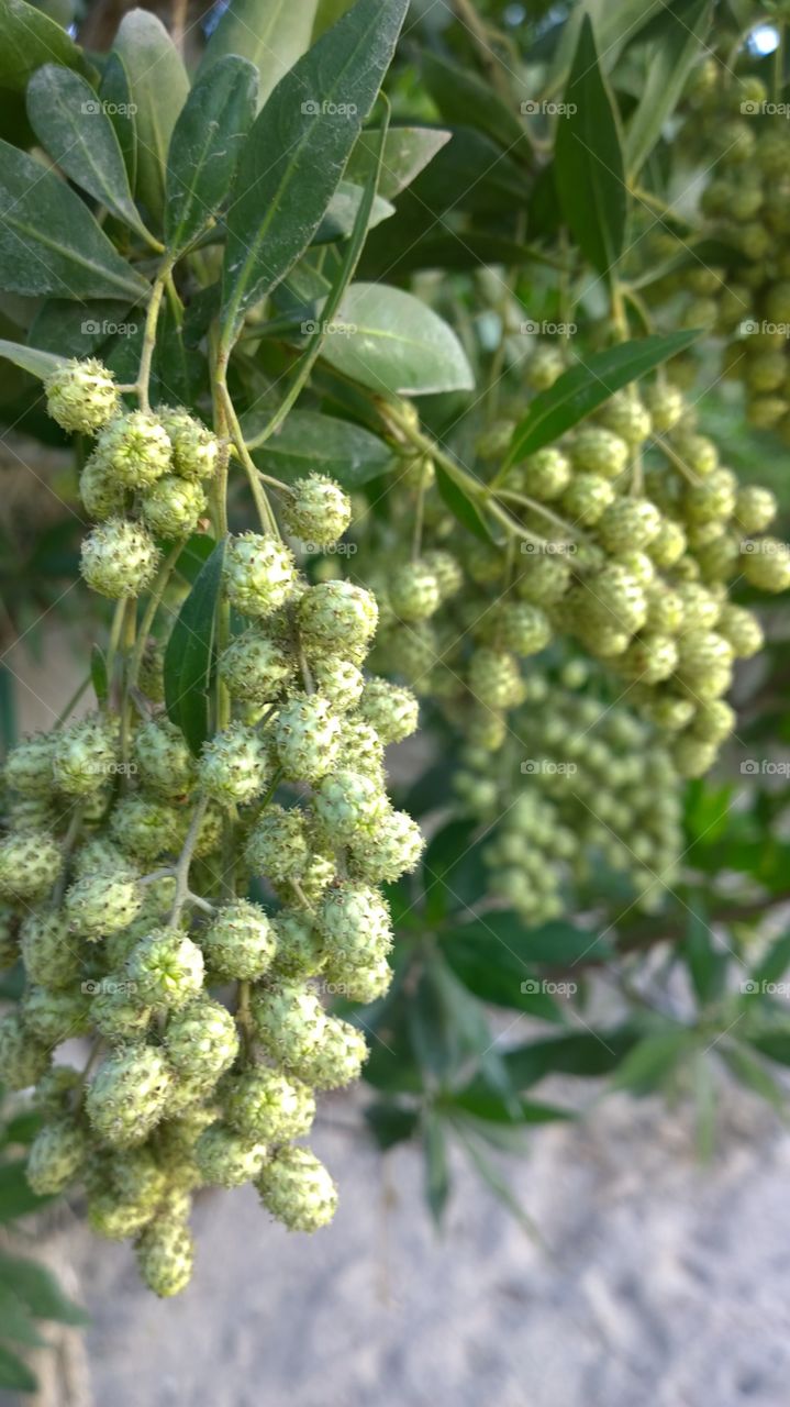 Tree. I don't know what  this is but I do know that life without love is like a tree without blossom or fruits.