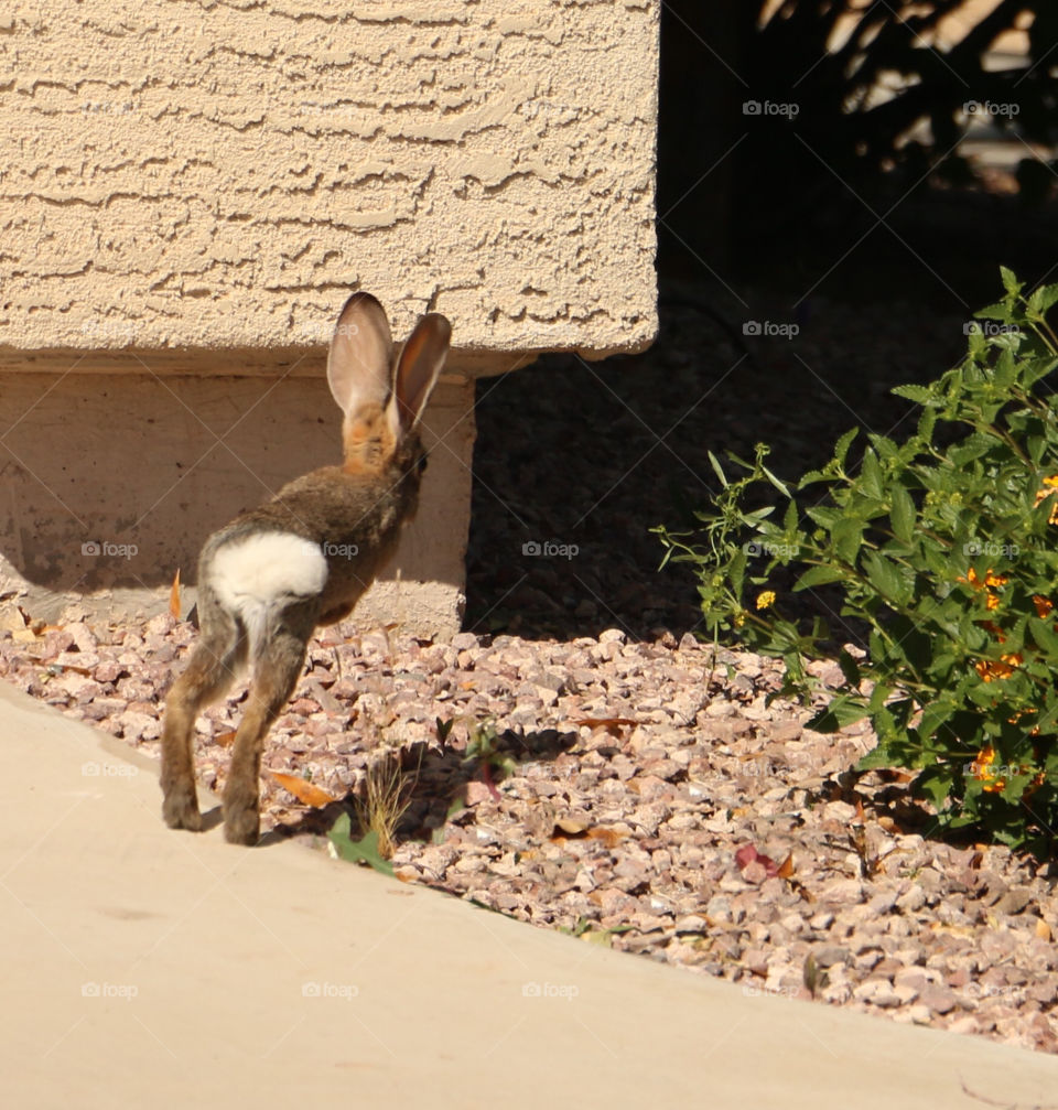 A bunny hopping away