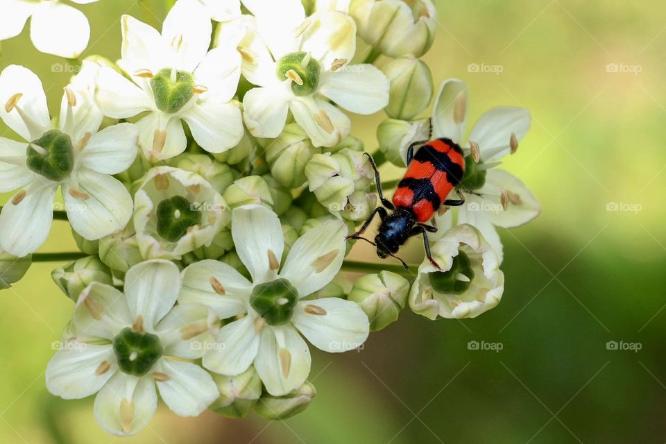 Red and black bug on beautiful white flowers