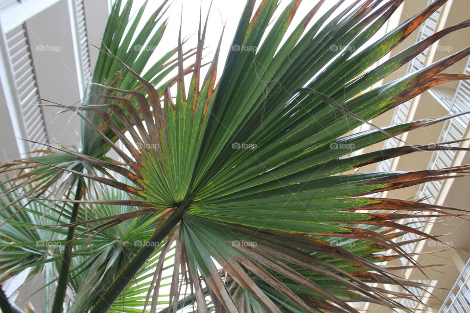 palm