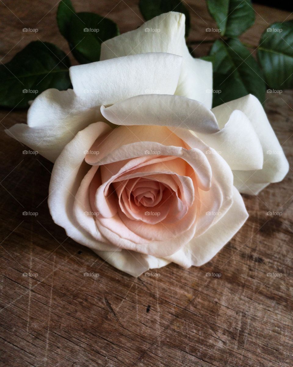 White rose close up 