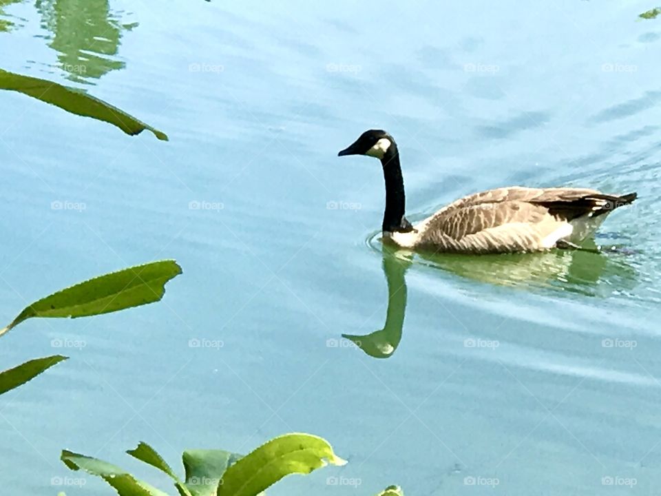 Bird on water