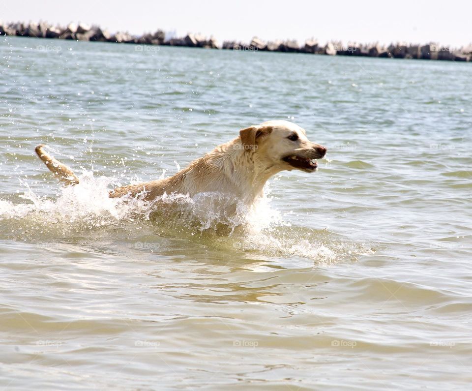 Собака плывет в море 