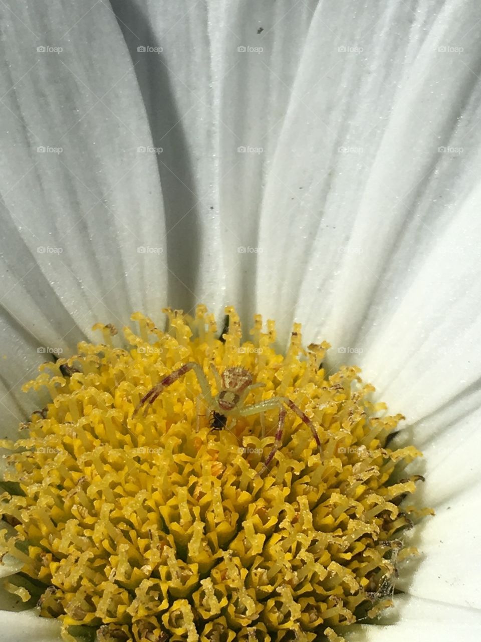 Flower spider