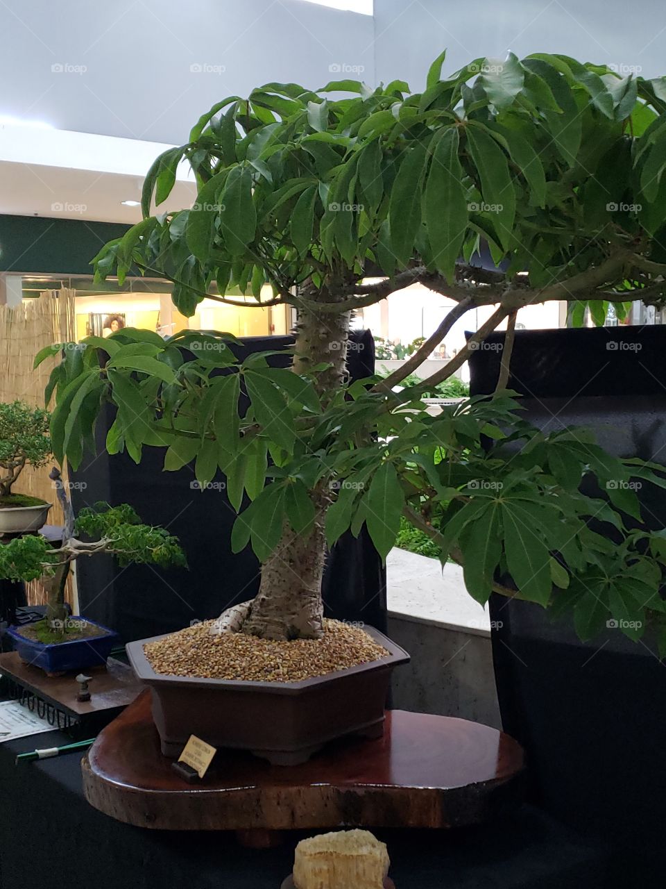 Ceiba tree Bonsai