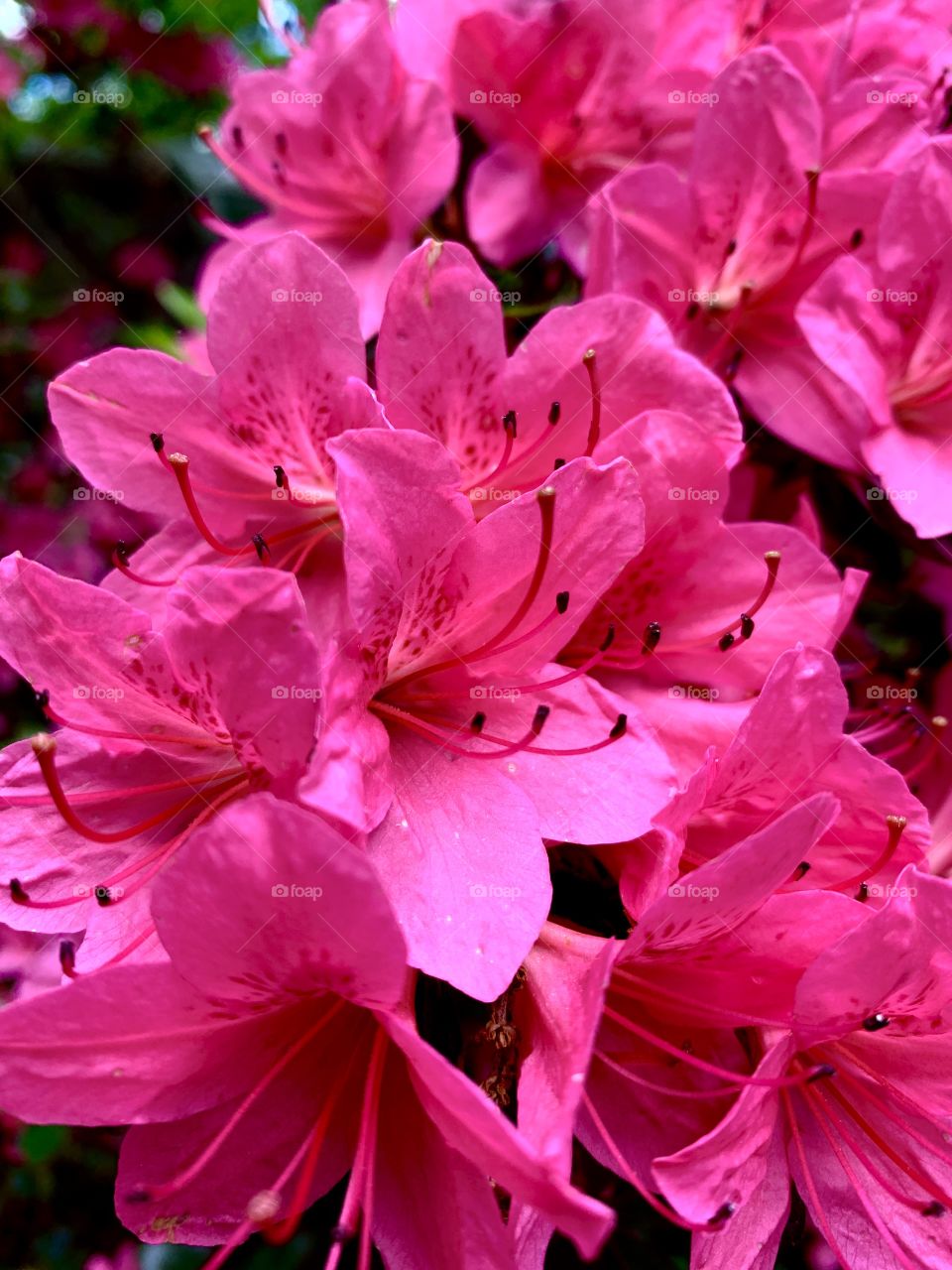 Pretty pink flowers