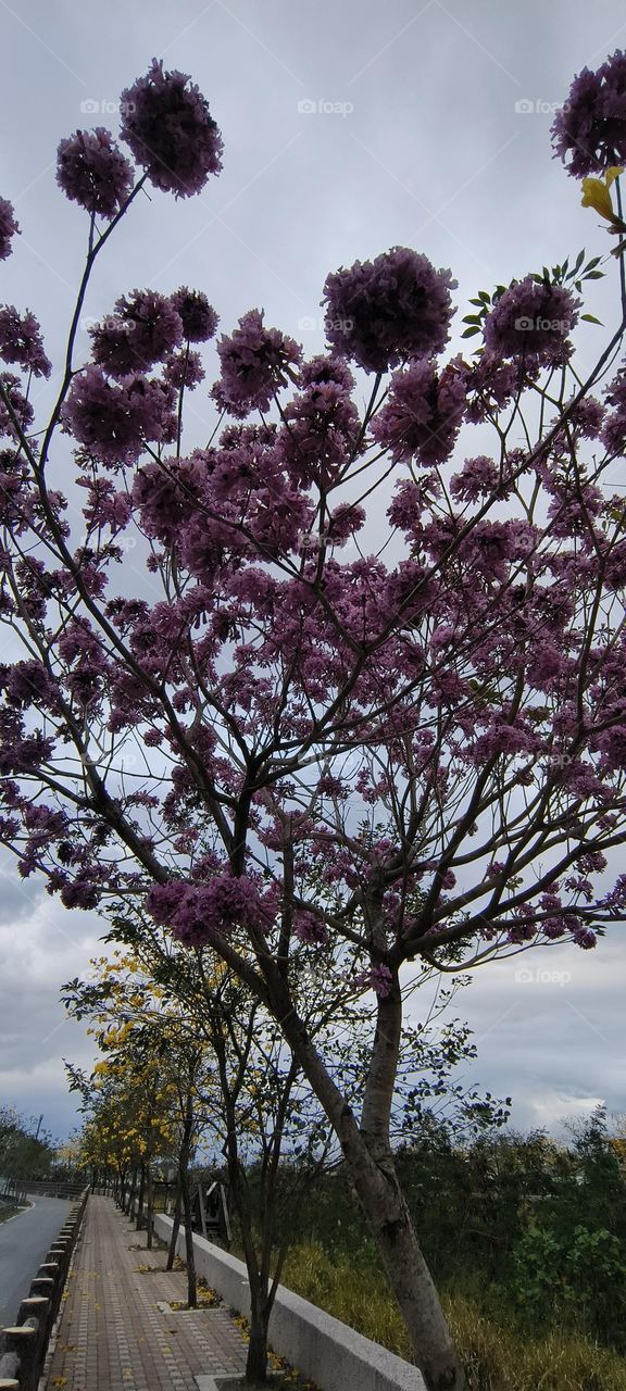 beautiful spring flowers in the garden