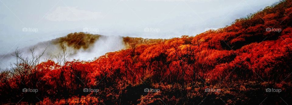 Shenandoah National Park