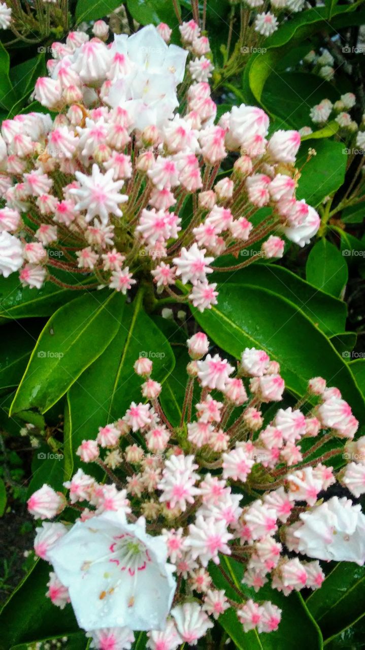 spring. flowers. beauty