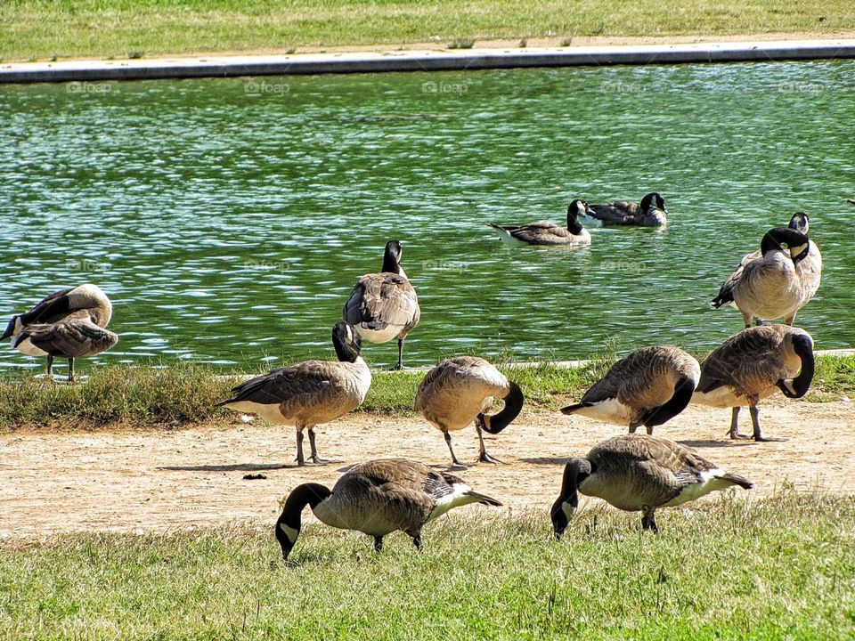 Canadian Geese