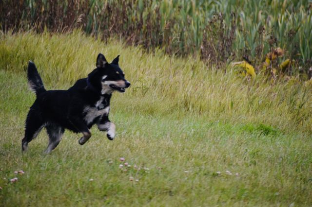 Dog in motion 