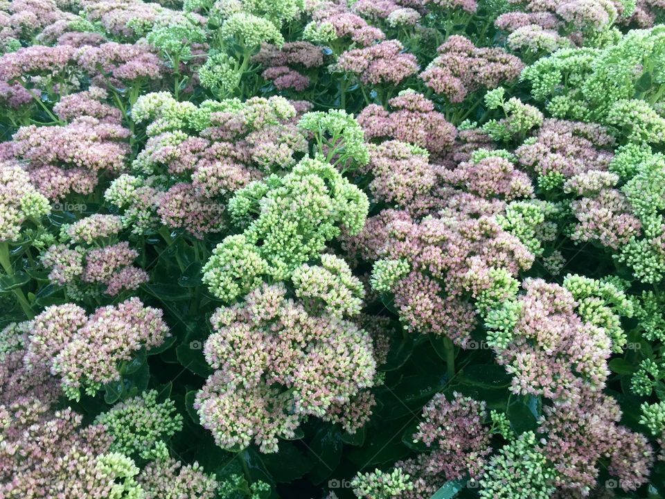 Sedum