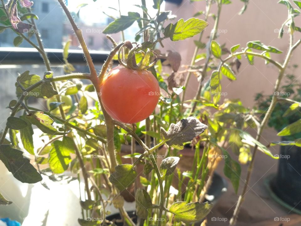 plant tomato with leaves