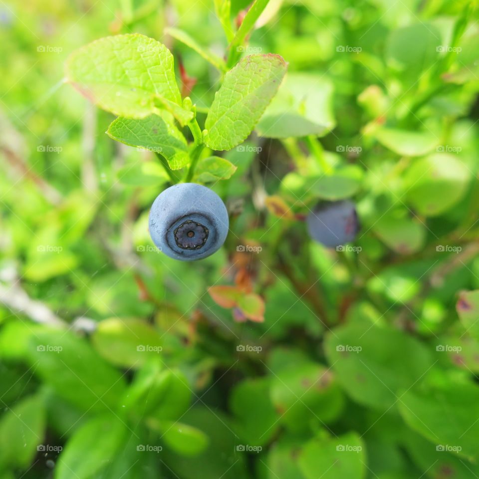 Blueberry