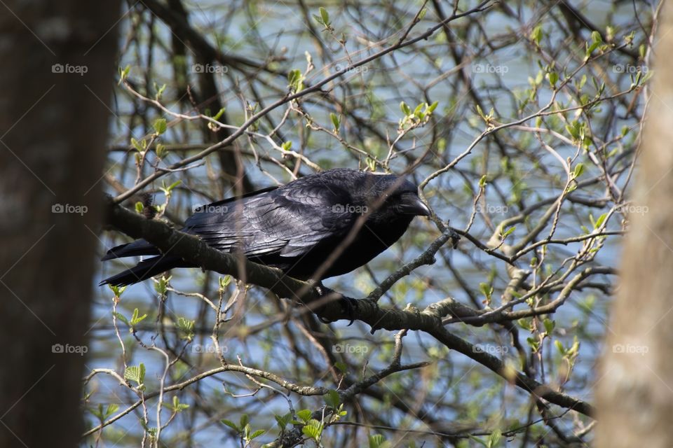 crow on a branch