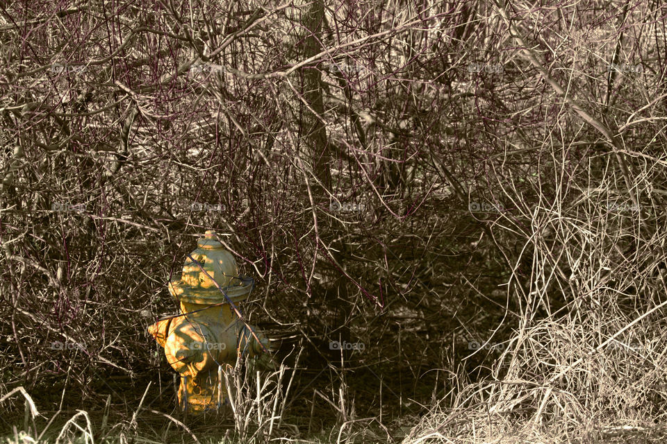 Nature Reclaiming ( Series )