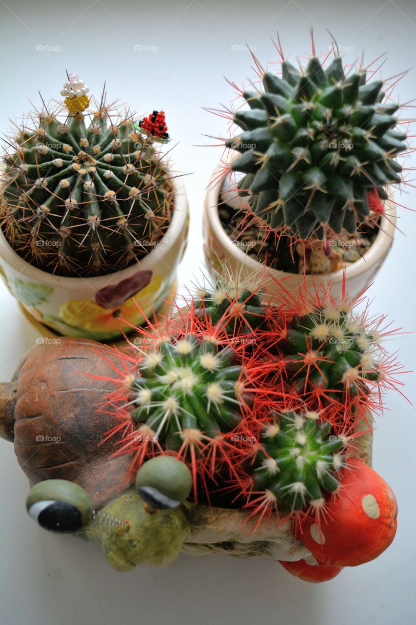 house plants cactus