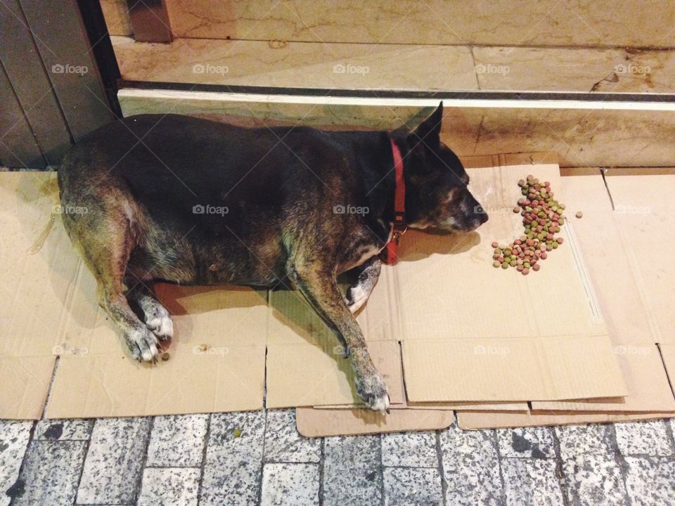 Very very fat dog eating food at the street 