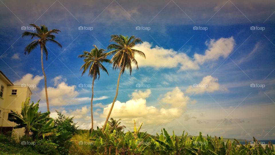 3 huge long palm trees growing on a tropical beautiful island..Barbados