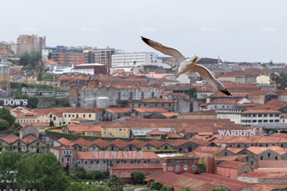 Porto (Portugal)
