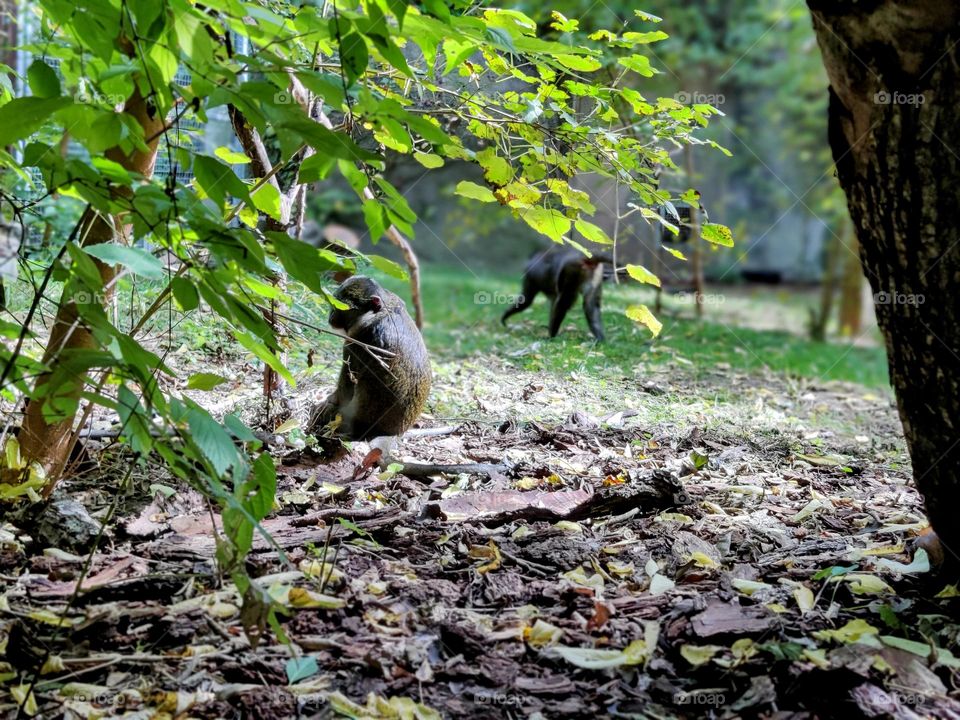 Allen's swamp monkey exhibit at the Detroit Zoo