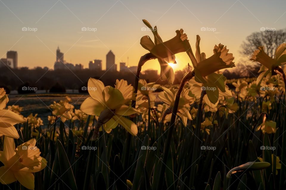 Daffodils are one of spring’s early signs. Dix Park in Raleigh North Carolina welcomes the season with a beautiful garden. 