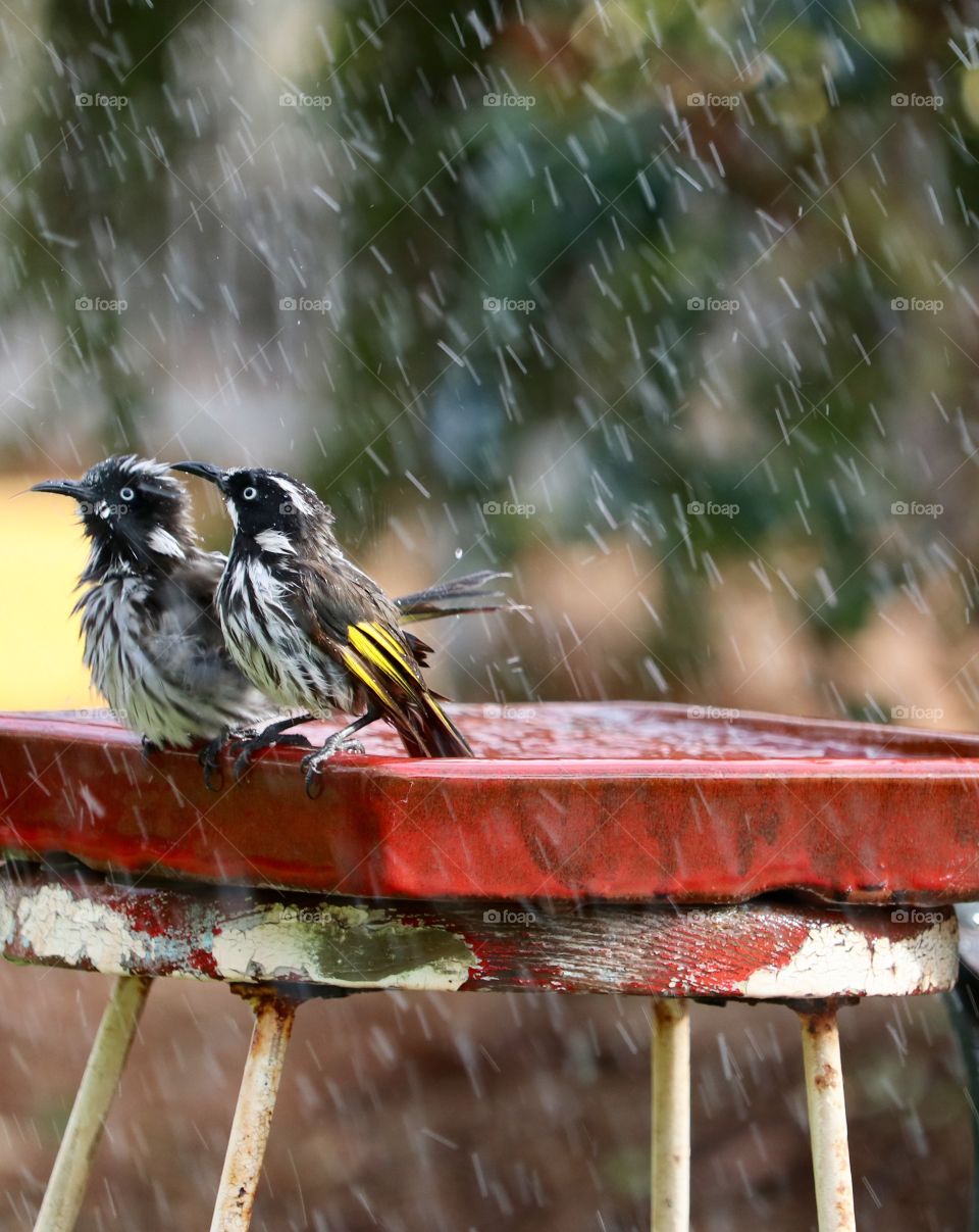 Pair of Australian Honeyeaters (birds) enjoying the rain in a rustic garden birdbath