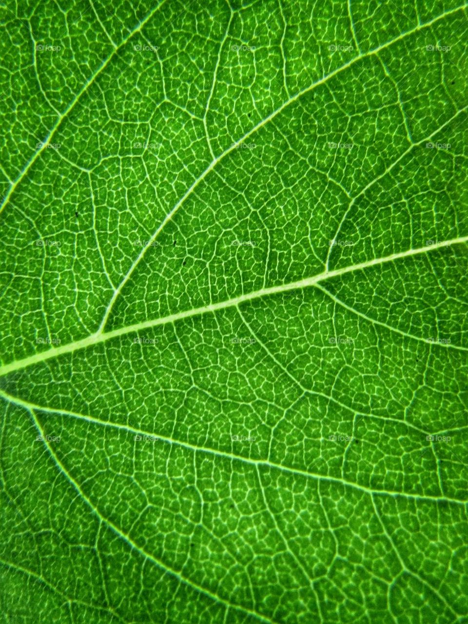 leaf