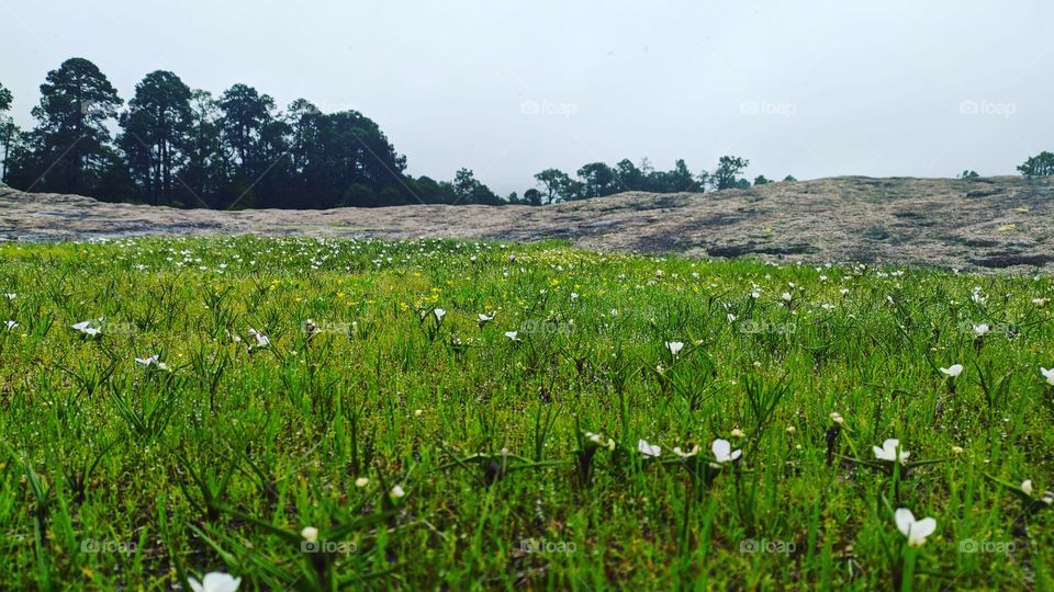 Naturaleza, césped