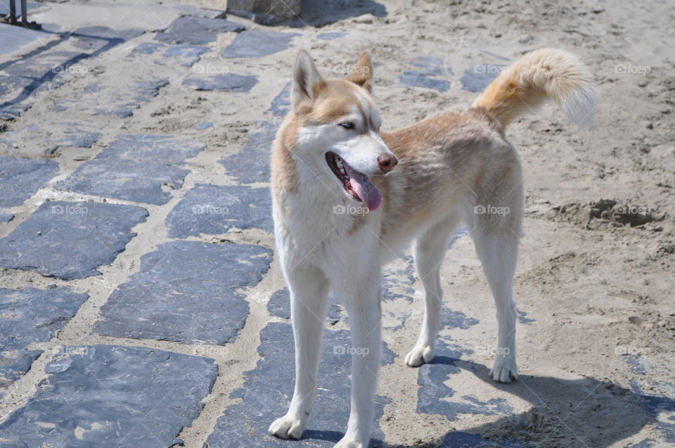 Husky at the beach