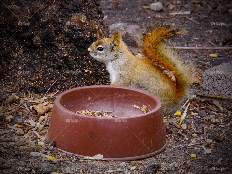 Squirrel eating on Easter Sunday on the family farm 