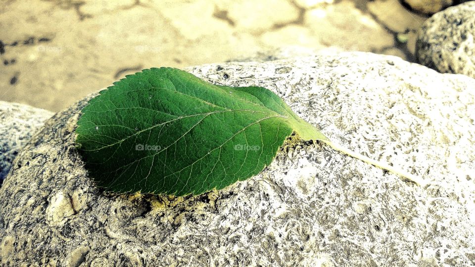 Green leaf on stone