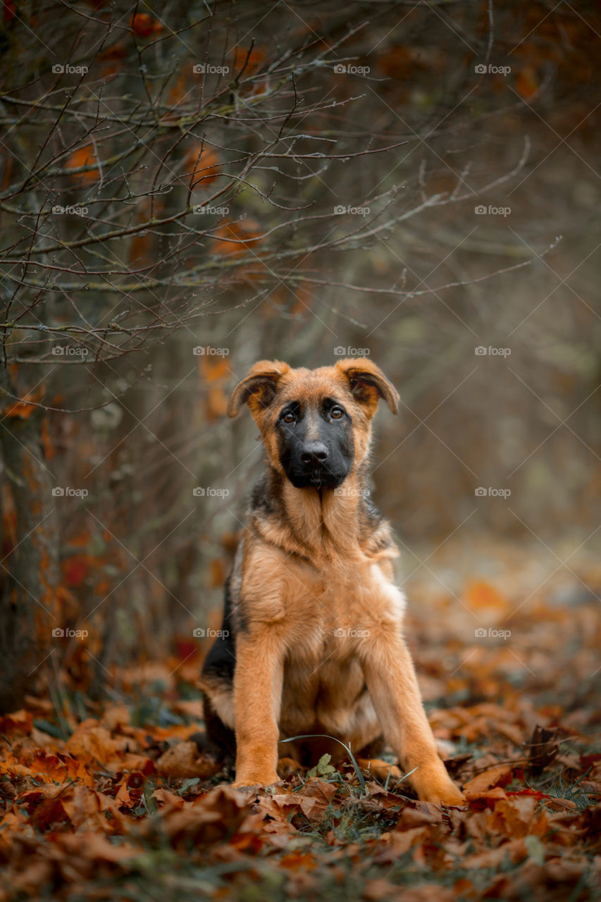 German Shepherd Puppy outdoor portrait