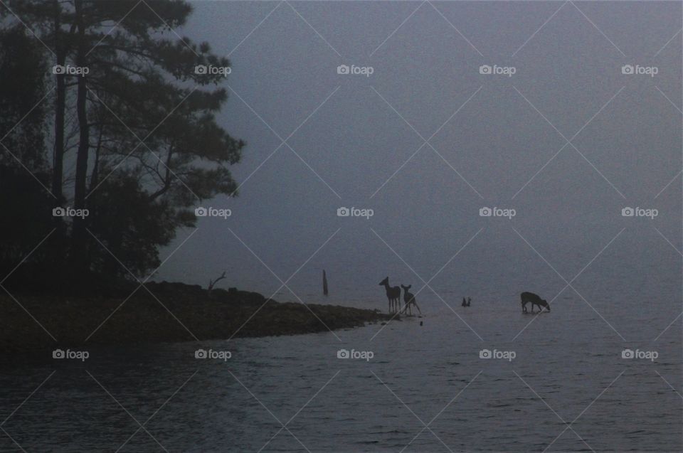 deers hetting a drink in the morning fog