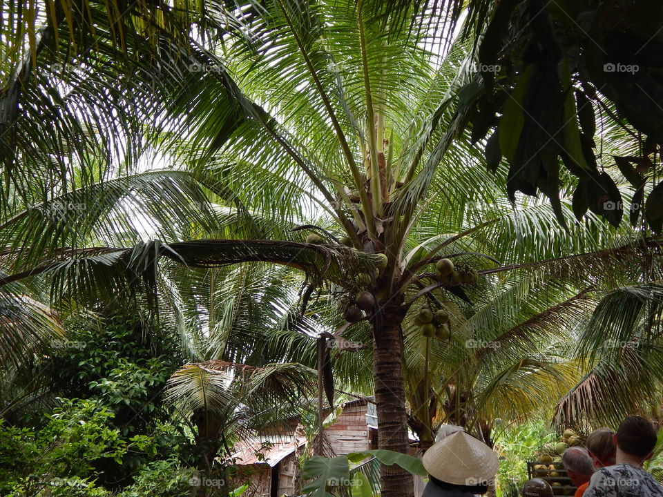 Palm trees in Mekong delta 