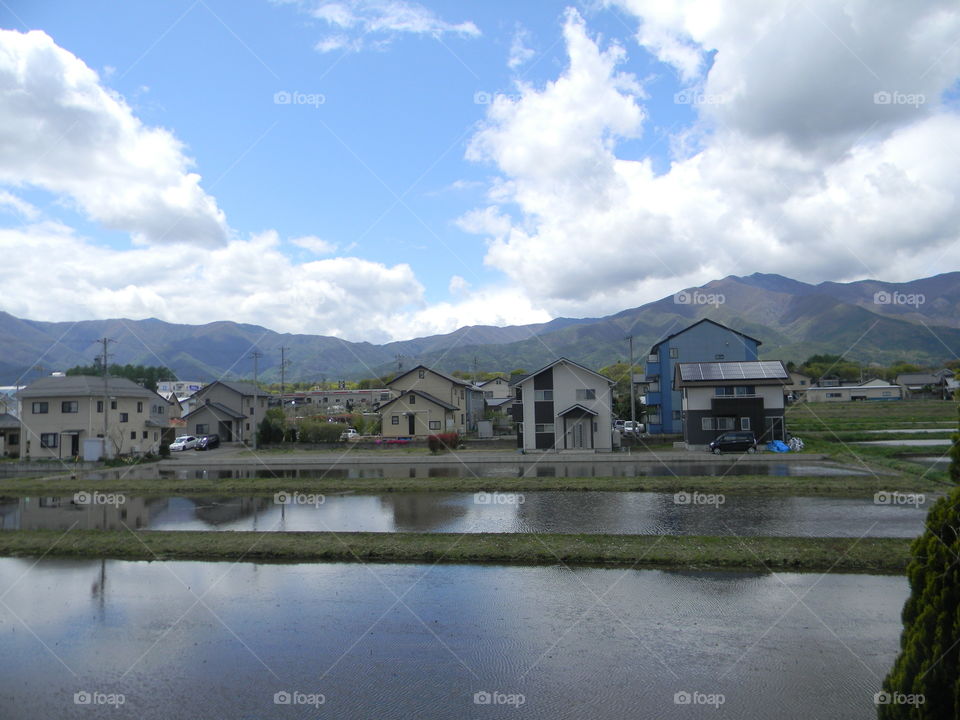 Rice paddy growth in the neighborhood.