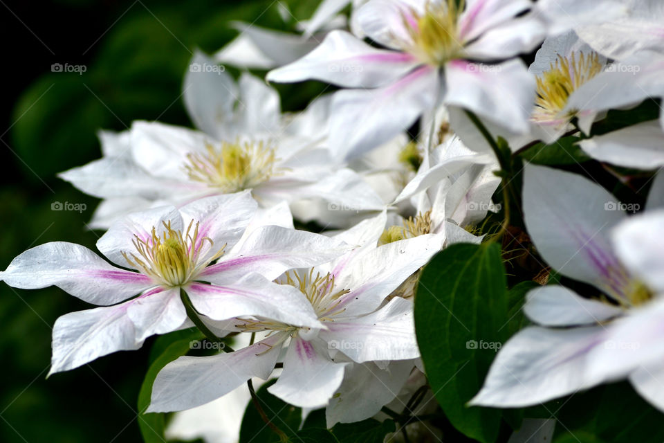 Clematis