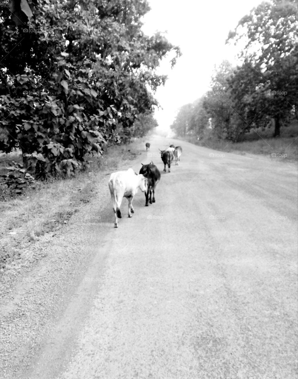 b&w photo,Photos of the forest,photos of the road in the jungle,photos of cow goats,true good photos of the jungle,road animals and natural photos of the jungle,a simple best photo of the life in the jungle,a memorable picture of the jungle