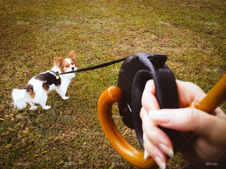 Morning Walk in the Rain