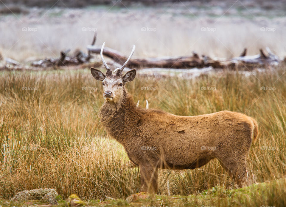 A beautiful deer in the park. Richmond park in London. Sweet animal portrait.