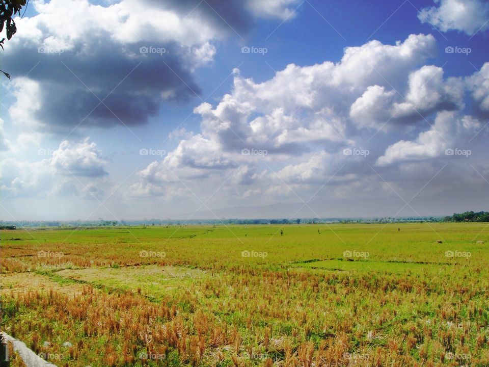 sawah dan awan