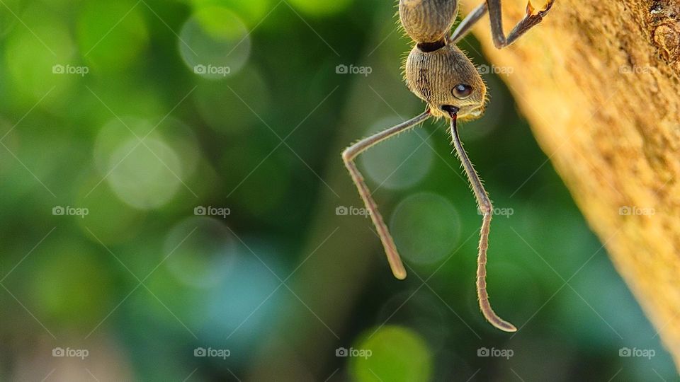 Ant walk on a beautiful morning, pleasant day, beautiful day, happy morning, Good morning