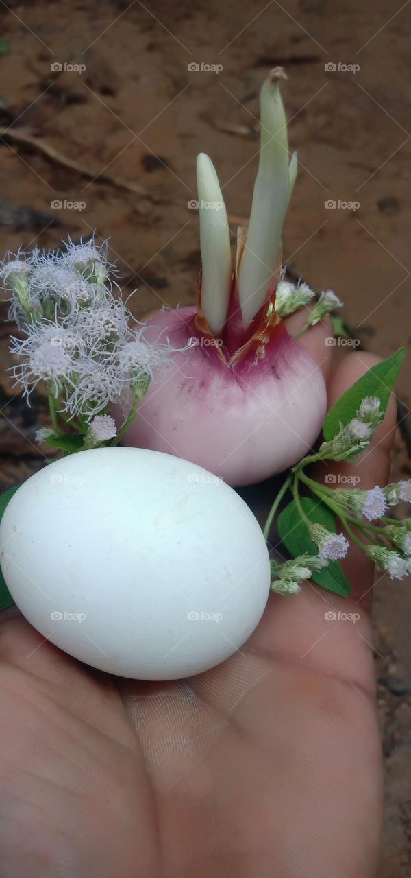 Onion eggs। পেঁয়াজ ডিম