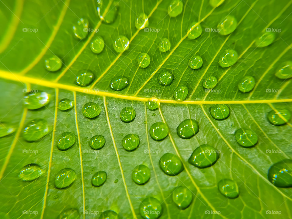 full frame shot of water drops on green bodhi leaves