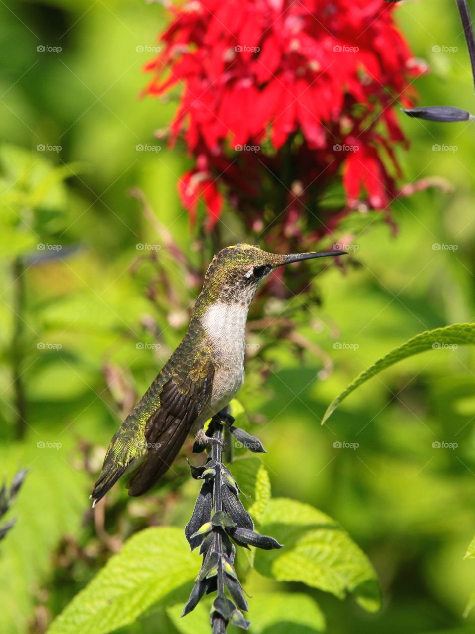 ruby-throated hummingbird