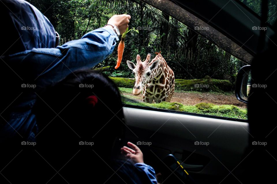 Feeding and viewing the animals from inside the car in the safari Park On a Sunny Summer Day, natural lighting.